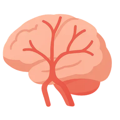 Anterior cerebral artery territory