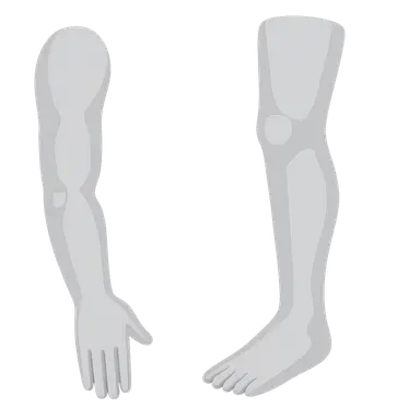 Surface Landmarks of the Limbs