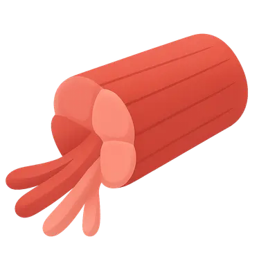 Muscle fiber types and recruitment