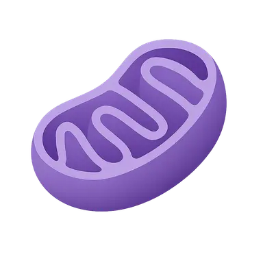 Mitochondrial Function