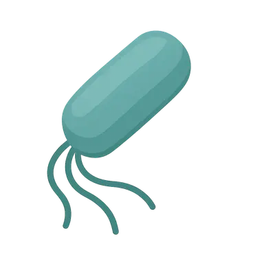 Pseudomonas aeruginosa