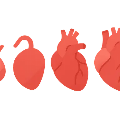 Comparative Cardiovascular System