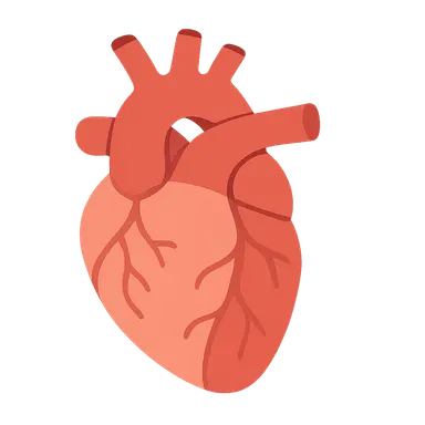 Angiographic Anatomy
