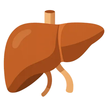 Liver as Metabolic Hub