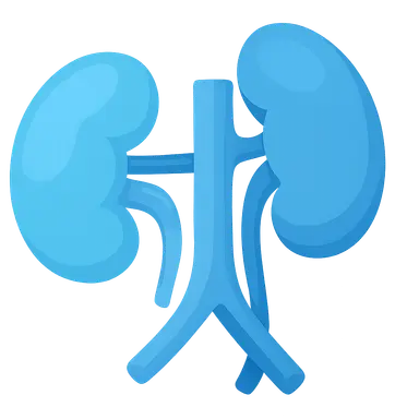 Kidney transplant pathology
