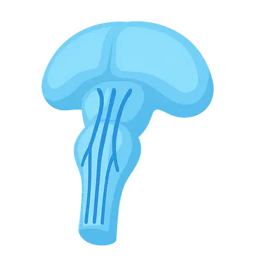 Descending motor pathways in brainstem