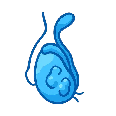 Male reproductive pathology