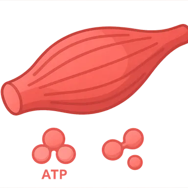 Muscle Metabolism During Exercise