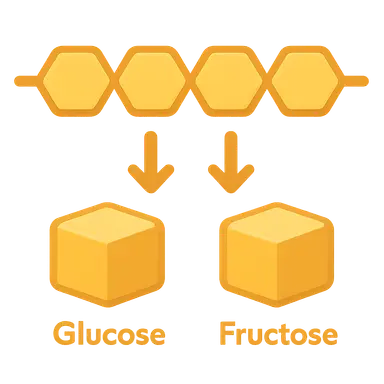 Feeder pathways to glycolysis