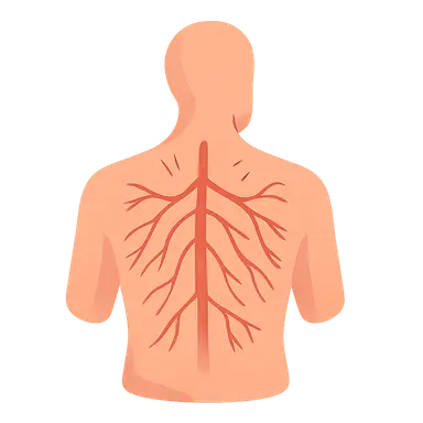 Vasculature of the Back