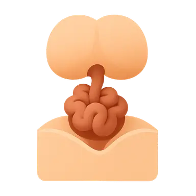 Abdominal wall development