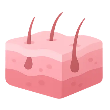 Structure and Function of Skin