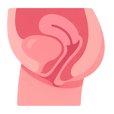 Cystocele and Urethrocele