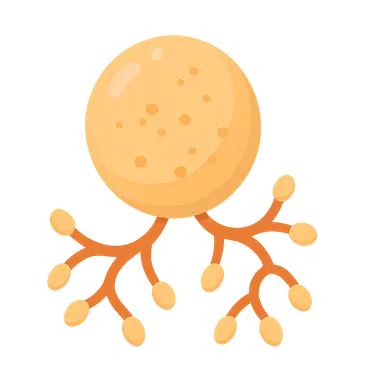 Glycogen structure and metabolism overview