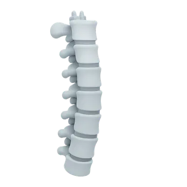 Vertebral Column