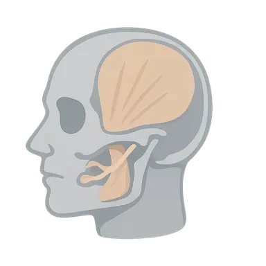 Temporal and Infratemporal Regions