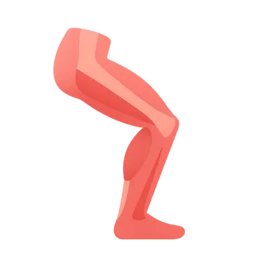 Muscles and Their Actions