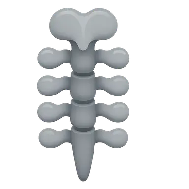 Development of the Vertebral Column