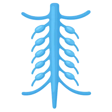 Sympathetic ganglia and rami
