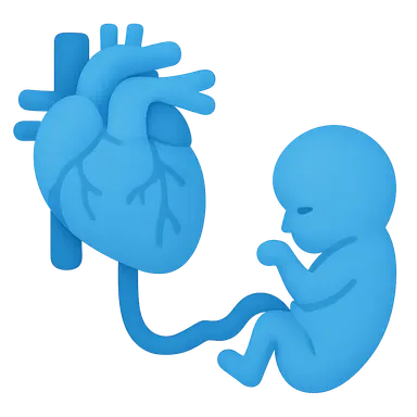 Fetal circulation