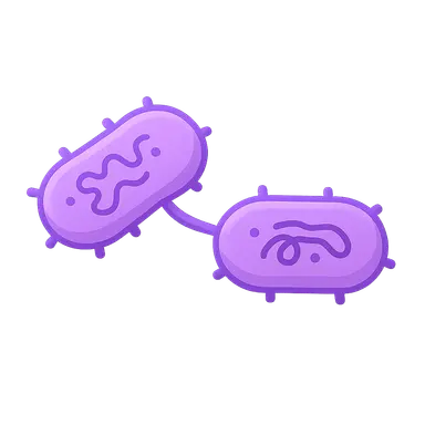 Gene Transfer in Bacteria