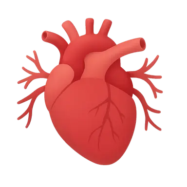 Cardiovascular system overview