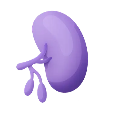 Spleen and Lymphatic System