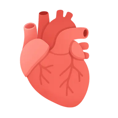 Cardiovascular System