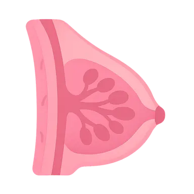 Breast Anatomy and Physiology