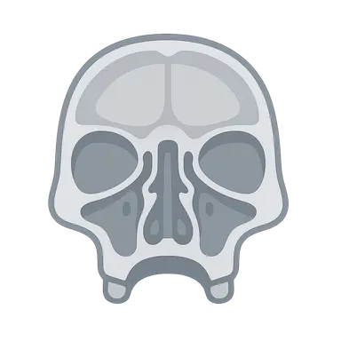 Anatomy of the Skull Base