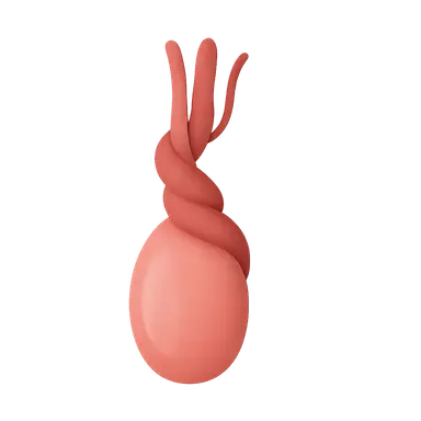 Testicular torsion emergency management