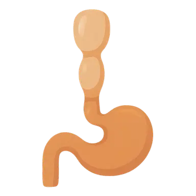 Primitive gut formation