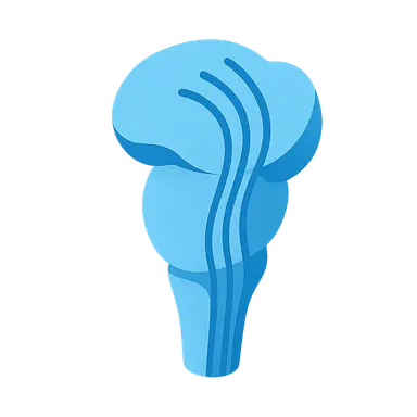 Ascending sensory pathways in brainstem