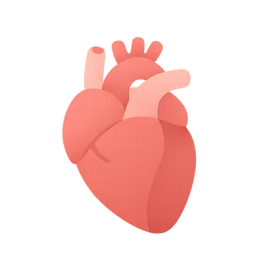 Phases of the cardiac cycle