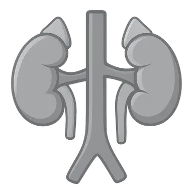 Retroperitoneal structures