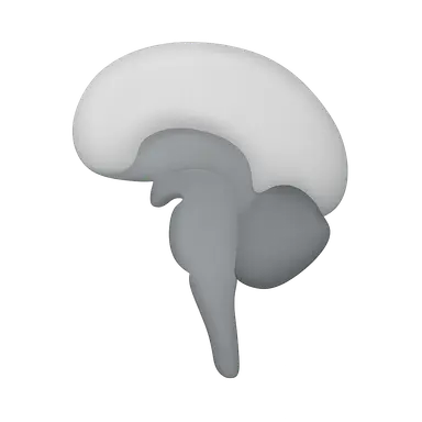 Vital centers in brainstem