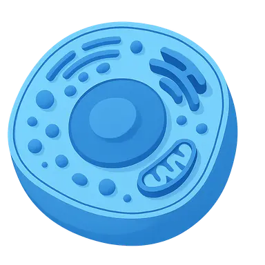 Cell structure and organelles