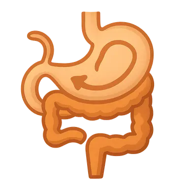 Midgut development and rotation