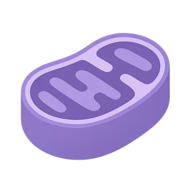 Mitochondrial Disorders