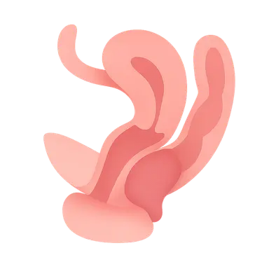 Rectocele and Enterocele