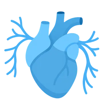 Autonomic innervation of thoracic organs