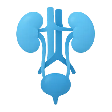 Urinary System