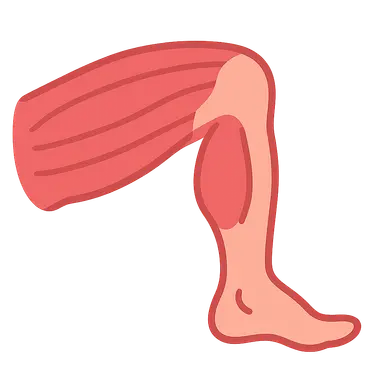Muscles and movements of lower limb