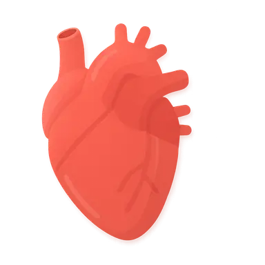 Cardiovascular Physiology