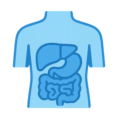 Surface projections of internal organs