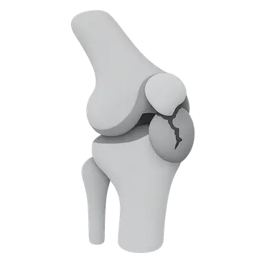 Applied Anatomy and Clinical Correlations