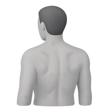 Surface Anatomy of the Back