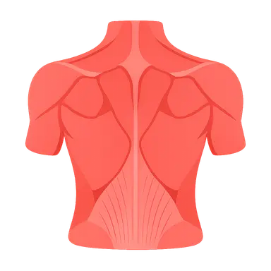 Back Muscles and Fasciae