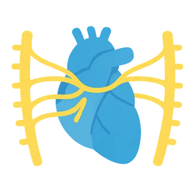Autonomic Innervation