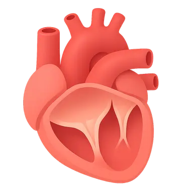 Valve function during cardiac cycle
